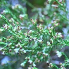 Erica reunionensis Branle vert Ericaceae Endémique La Réunion 9922-1.jpeg